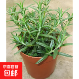 迷迭香苗盆栽可食用驱蚊植物香草薄荷苗绿植物室内煎牛排水培花卉 迷迭香原盆土一盆 盆径约12cm 含盆高约25cm
