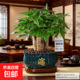 【绿萝盆栽】吸甲醛净化空气水培绿植物懒人花卉好养搬家礼物全 【公司开业】5年粗壮三杆发财树+招财进宝蓝色陶瓷盆 整体含盆高度20-25cm