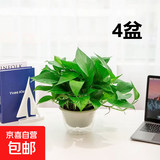 【绿萝盆栽】吸甲醛净化空气水培绿植物懒人花卉好养搬家礼物全 【4盆】180绿萝+透明吸水盆 整体含盆高度20-25cm