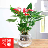 红掌盆栽白粉掌一帆风顺带花特大号花卉室内客厅面水培植物好养 约30cm红掌+圆球玻璃瓶 带盆栽好