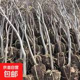 庭院紫藤树苗别墅花卉紫藤花老桩爬藤植物风景树门前大树开花盆栽 强烈推荐 庭院精品 4公分粗1.5米 不含盆