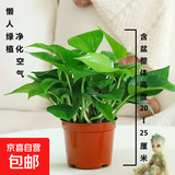 新特价绿萝盆栽室内客厅办公吸甲醛净化空气水培植物绿植花卉好养 【1盆】绿萝+原盆原土 整体含盆高度20-25cm