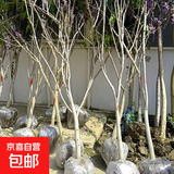 庭院紫藤树苗别墅花卉紫藤花老桩爬藤植物风景树门前大树开花盆栽 别墅入门 4.5公分粗1.5米高【品 不含盆