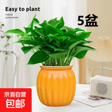 【绿萝盆栽】吸甲醛净化空气水培绿植物懒人花卉好养搬家礼物全 【热销5盆】绿萝+橙色南瓜盆自吸水 整体含盆高度20-25cm
