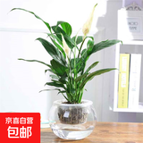 红掌盆栽白粉掌一帆风顺带花特大号花卉室内客厅面水培植物好养 约30cm白掌+圆球玻璃瓶 带盆栽好