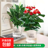 红掌盆栽白粉掌一帆风顺带花特大号花卉室内客厅面水培植物好养 约30cm红掌+白掌-2个早安盆 带盆栽好