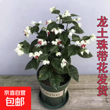 龙吐珠盆栽耐寒耐热好养活带花室内庭院四季开花观赏可爬藤花卉 龙吐珠20-30cm高带花发货+加仑盆