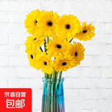 弗朗花非洲菊太阳花仙气粉色花头鲜切花家庭水养居家插瓶装饰鲜花 非洲菊-黄色系10枝