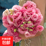 【洋桔梗】无刺玫瑰鲜花云南直发鲜花混搭花束七夕情人节520礼物 粉色洋桔梗20-25个花苞