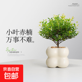 小叶赤楠桌面招财办公室内小盆栽绿植四季常青净化空气好养植物 小叶赤楠（小奶油四方泡泡陶瓷盆）+树脂托盘 带盆栽好