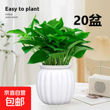 【绿萝盆栽】吸甲醛净化空气水培绿植物懒人花卉好养搬家礼物全 【新店开业20盆】绿萝+白色南瓜盆自吸水 整体含盆高度20-25cm