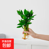 懒人水培绿植九里香绿萝文竹室内易养净化空气花卉盆栽植物花卉 荷花竹3颗【不含盆】土培水培皆可10-15cm