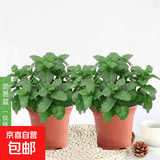 迷迭香苗盆栽可食用驱蚊植物香草薄荷苗绿植物室内煎牛排水培花卉 小盆食用薄荷苗约10cm高原盆土2盆