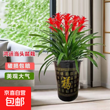 年销花鸿运当头春节大型盆栽绿植过年大凤梨客厅装饰送礼好养年货 鸿运当头5颗装【配高档百福花盆】 【年宵花】鸿运当头