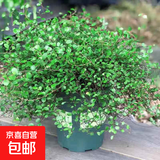 千叶吊兰盆栽观叶植物多年生垂吊餐摆件绿植四季常青大盆 千叶吊兰大盆带加仑盆 含盆