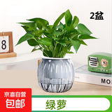 【绿萝盆栽】吸甲醛净化空气水培绿植物懒人花卉好养搬家礼物全 【抢手5盆】绿萝+灰色南瓜盆自吸水 整体含盆高度20-25cm
