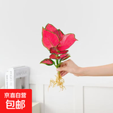 懒人水培绿植九里香绿萝文竹室内易养净化空气花卉盆栽植物花卉 吉利红1颗【不含盆】土培水培皆可15-20cm