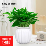 【绿萝盆栽】吸甲醛净化空气水培绿植物懒人花卉好养搬家礼物全 【1盆】绿萝+白色南瓜盆自吸水 整体含盆高度20-25cm