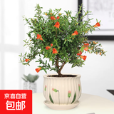 石榴花盆栽果树苗带果观赏可食用室内阳台四季开绿植盆景花卉旺宅 郁金香盆+石榴花30-40cm高 含盆