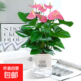 红掌盆栽白粉掌一帆风顺带花特大号花卉室内客厅面水培植物好养 约30cm大粉掌-早安吸 带盆栽好