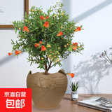 石榴花盆栽果树苗带果观赏可食用室内阳台四季开绿植盆景花卉旺宅 中国复古风盆+石榴花30-40cm高 含盆
