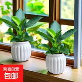 新大叶金钻绿公主盆栽植物除甲醛绿植办公室四季常青室内客厅摆放 【拍一发二】金钻+白南瓜吸水盆 含盆高度15-20厘米