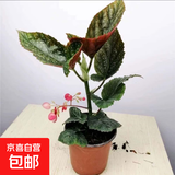 竹节海棠花卉盆栽大叶斑点易活四季阳台观叶秋海棠木本绿植物好养 2年苗3颗【不含盆】