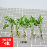 【绿萝盆栽】吸甲醛净化空气水培绿植物懒人花卉好养搬家礼物全 绿萝裸根苗【5株】 整体含盆高度20-25cm