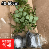 艾莎梦露玫瑰花苗切花月季绿植物四季开花朱丽叶蓝色风暴大花盆栽 黑巴克中苗（花期带花苞）40-60cm高 不含盆
