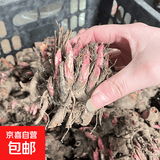 重瓣大花芍药花苗带芽根块四季花卉多年生阳台庭院芍药花户外盆栽 12太阳红【5－8芽】根块8-13cm 不含盆