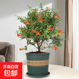 石榴花盆栽果树苗带果观赏可食用室内阳台四季开绿植盆景花卉旺宅 加仑盆+精品石榴花30-40cm高 含盆