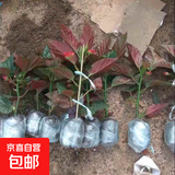 竹节海棠花卉盆栽大叶斑点易活四季阳台观叶秋海棠木本绿植物好养 3年竹节2颗【不含盆】