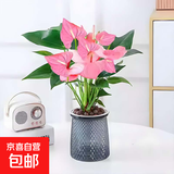 红掌盆栽白粉掌一帆风顺带花特大号花卉室内客厅面水培植物好养 约30cm粉掌-灰色繁星吸水盆 带盆栽好