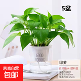 【绿萝盆栽】吸甲醛净化空气水培绿植物懒人花卉好养搬家礼物全 【客厅摆放5盆】绿萝+早安吸水盆 整体含盆高度20-25cm
