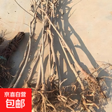 庭院紫藤树苗别墅花卉紫藤花老桩爬藤植物风景树门前大树开花盆栽 新品：九重紫【2公分粗度】盆栽 不含盆