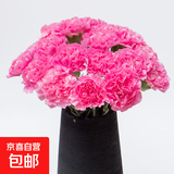 【单头康乃馨】鲜切花多色云南基地直发送妈妈送老婆花七夕节礼物 单头康乃馨桃红色20枝