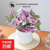 婚礼油画室内办公室花卉绿植好养紫叶吊兰观叶耐阴植物 婚礼油画配双层云朵盆【套组】