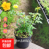 姬月季日本姬乙女姬超微蔷微迷你盆景庭院室内阳台面盆栽花卉 约15-20黄金雅 带盆栽好