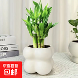 富贵竹盆栽植物室内净化空气绿植荷花竹办公室桌面四季好养小盆栽 荷花竹+小云朵盆【1盆】 盆口直径约8cm