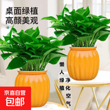 新特价绿萝盆栽室内客厅办公吸甲醛净化空气水培植物绿植花卉好养 【畅销2盆】绿萝+橙色南瓜盆自吸水 整体含盆高度20-25cm
