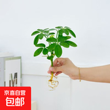 懒人水培绿植九里香绿萝文竹室内易养净化空气花卉盆栽植物花卉 鸭脚木1颗【不含盆】土培水培皆可10-15cm