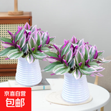 婚礼油画室内办公室花卉绿植好养紫叶吊兰观叶耐阴植物 （2盆装）油画配小蛮腰吸水盆