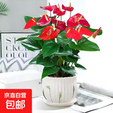 红掌盆栽白粉掌一帆风顺带花特大号花卉室内客厅面水培植物好养 大红掌-郁金香约30cm 带盆栽好