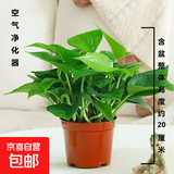 特价绿萝盆栽室内客厅办公室吸甲醛净化空气水培植物绿植花卉好养 【1盆】绿萝+原盆原土 整体含盆高度20-25cm