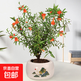 石榴花盆栽果树苗带果观赏可食用室内阳台四季开绿植盆景花卉旺宅 旭日东升陶瓷+石榴花30-40cm高 含盆