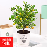 四季金桔树苗盆栽室内客厅带果可食用阳台年宵植物花卉小橘子绿植 金桔带果+树叶瓷盆26-38cm 含盆