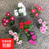 长春花盆栽阳台好养花卉阳台室内绿植物开花多色可选京东快递 长春花2盆随机花色原盆土(带花发货)