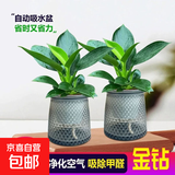 大叶金钻绿公主盆栽植物除甲醛绿植办公室四季常青室内客厅摆放花 【拍一发二】金钻+灰繁星吸水盆 含盆高度15-20厘米