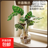 孔雀竹芋水培盆栽绿植室内客厅桌面净化空气四季常青网红观叶植物 水培孔雀+透明香薰树脂瓶 含盆