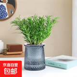 迷迭香苗盆栽可食用驱蚊植物香草薄荷苗绿植物室内煎牛排水培花卉 迷迭香1盆含盆高约25+灰色繁星吸水盆